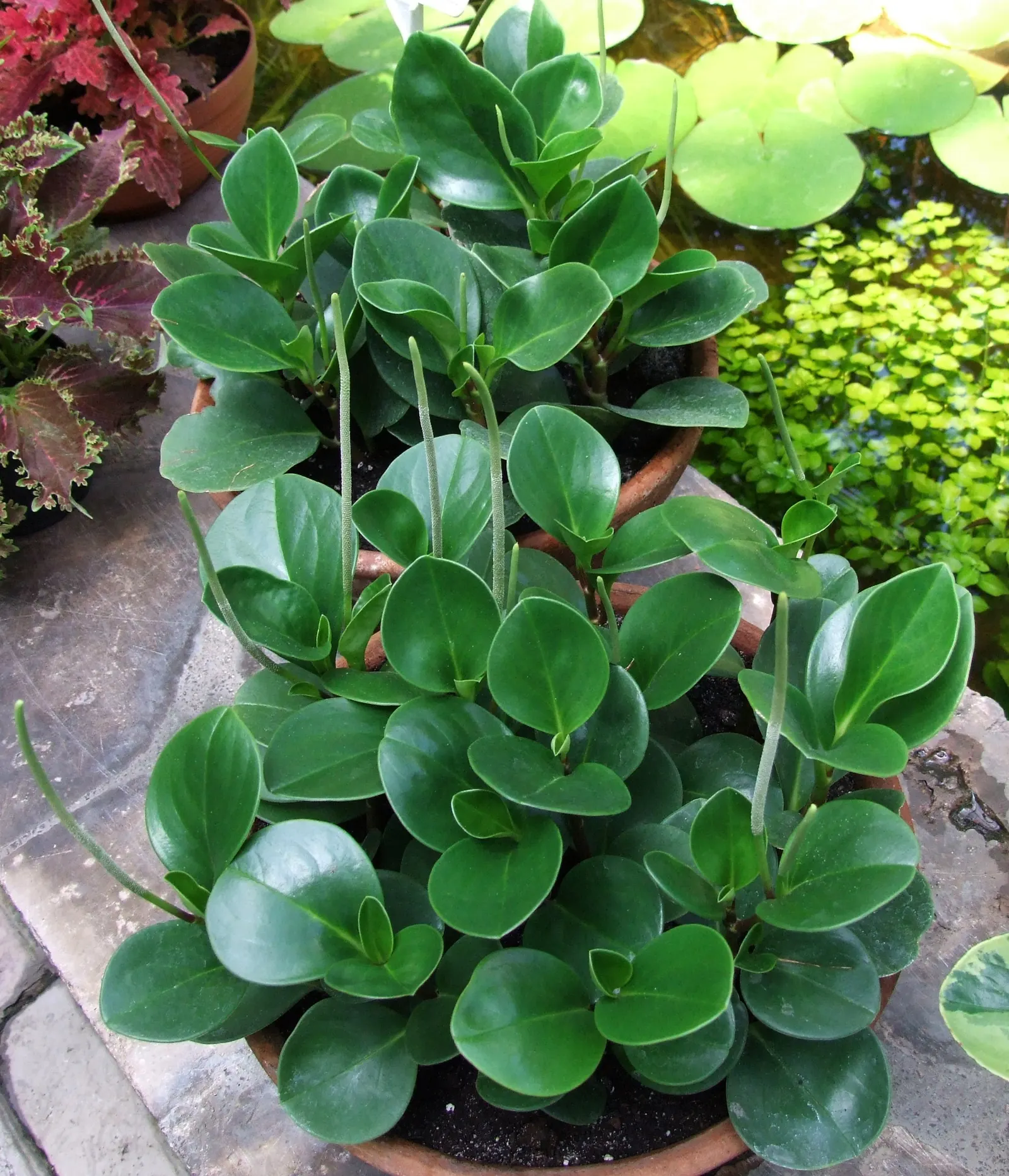 Wax-Leaf Peperomia (Peperomia Obtusifolia) — scientifically known as Peperomia obtusifolia; is a compact perennial evergreen that is well-suited, image 74