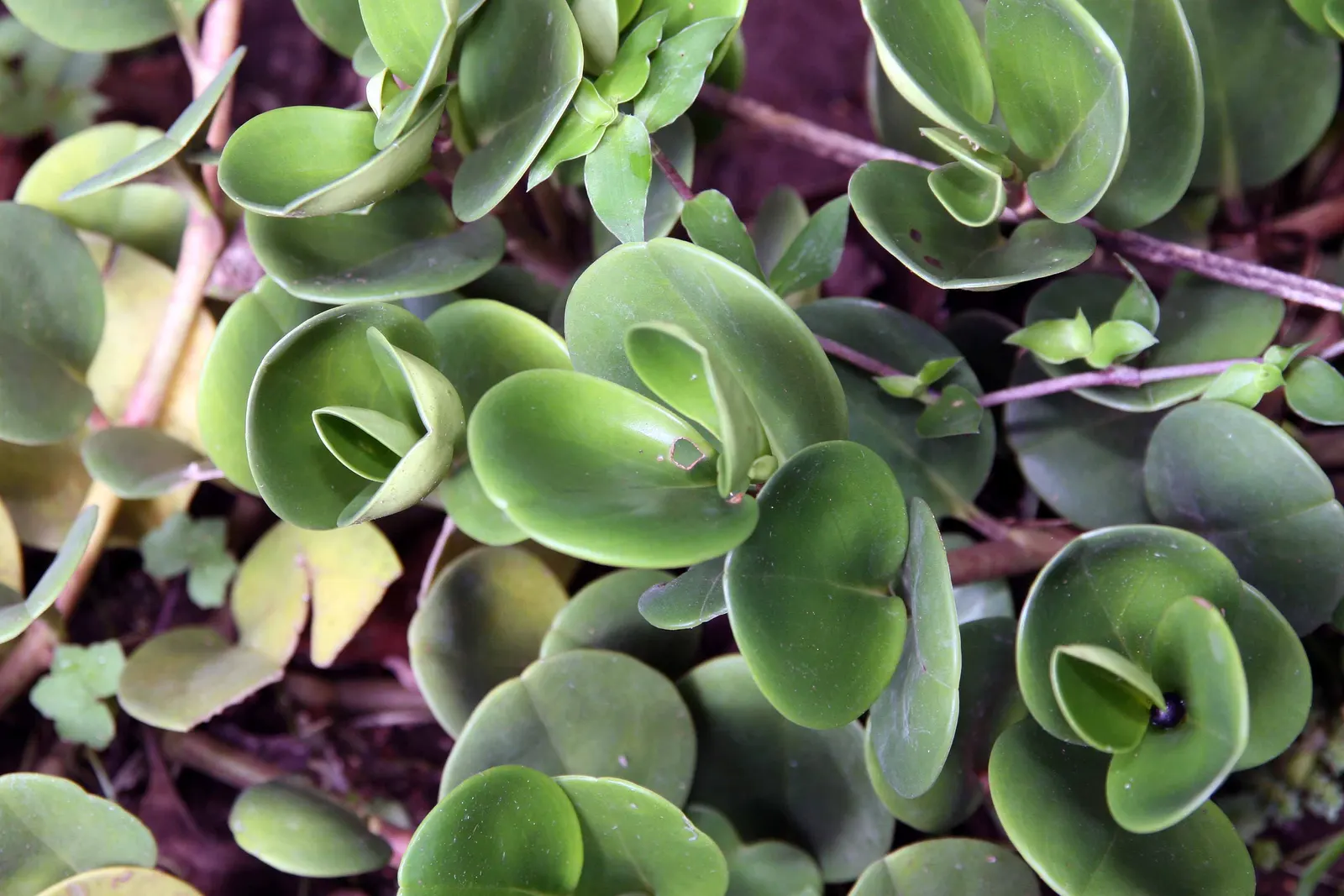 Wax-Leaf Peperomia (Peperomia Obtusifolia) — ground cover / perennial with white blooms; spanning approximately 1 to 6 inches in length, image 65