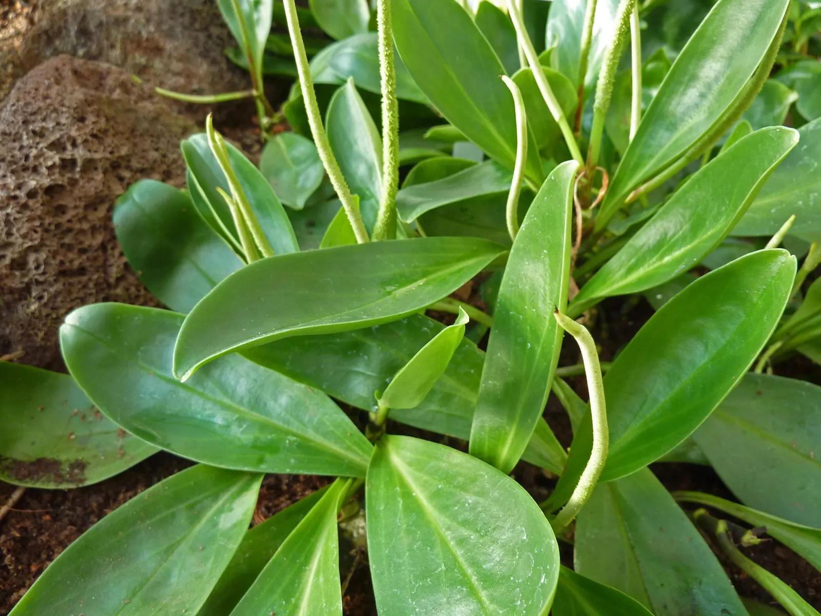 Wax-Leaf Peperomia (Peperomia Obtusifolia) — spanning approximately 1 to 6 inches in length