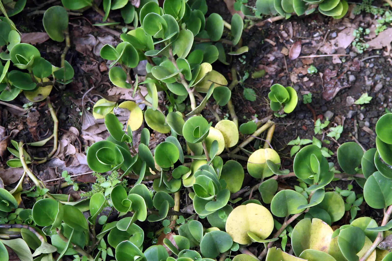 Wax-Leaf Peperomia (Peperomia Obtusifolia) — is a compact perennial evergreen that is well-suited for adding lush foliage to shaded areas in the, image 75