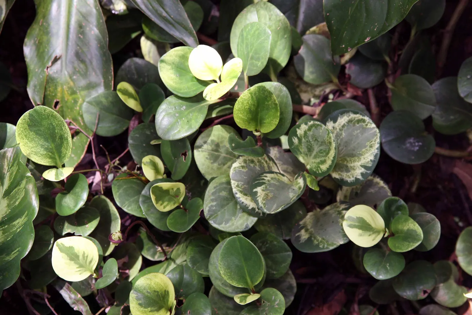 Wax-Leaf Peperomia (Peperomia Obtusifolia) — ground cover / perennial with white blooms