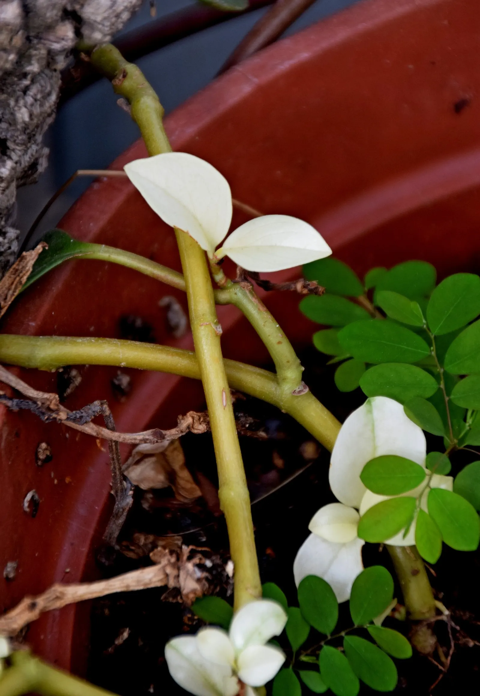 Wax-Leaf Peperomia (Peperomia Obtusifolia) — it adds a tropical touch with minimal maintenance; making it ideal for spots that receive filtered light