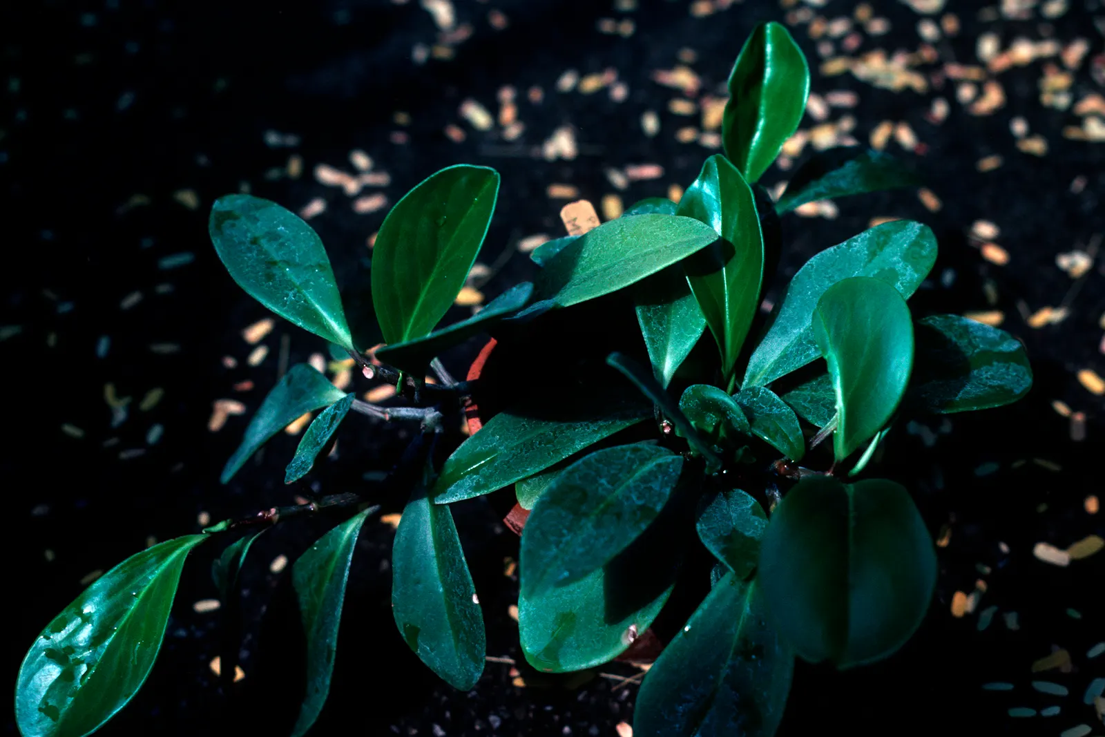 Wax-Leaf Peperomia (Peperomia Obtusifolia) — beloved for its ornamental appeal; glossy leaves that are characteristically firm and waxy to the touch, image 46