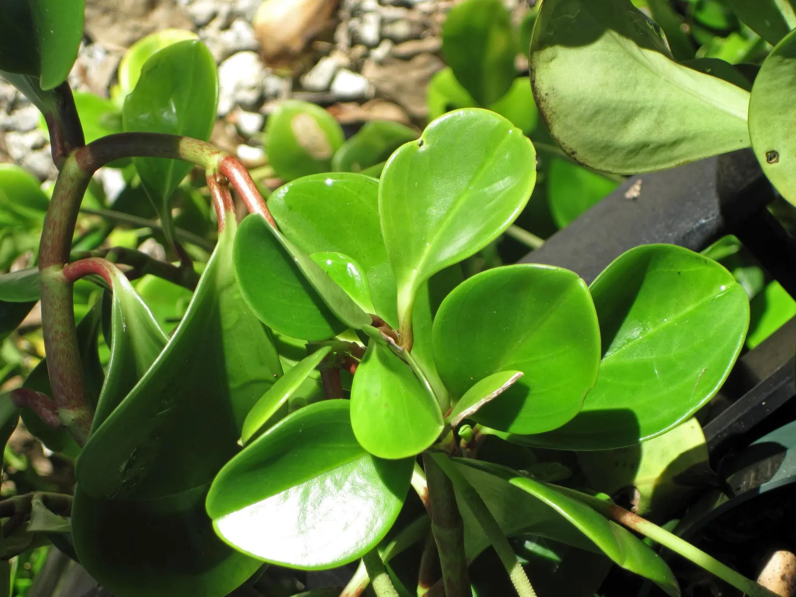 Wax-Leaf Peperomia (Peperomia Obtusifolia) — This plant features stout stems that give rise to dark green; wax-Leaf Peperomia (Peperomia obtusifolia)