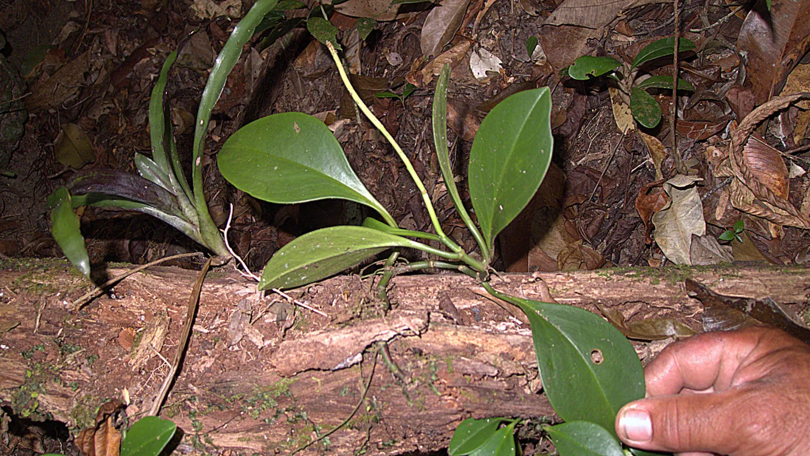 Wax-Leaf Peperomia (Peperomia Obtusifolia) — ground cover / perennial for shade