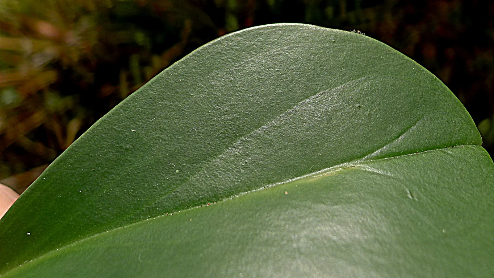 Wax-Leaf Peperomia (Peperomia Obtusifolia) — Peperomia obtusifolia is also highly adaptable to indoor environments; white flowers in the garden, image 63
