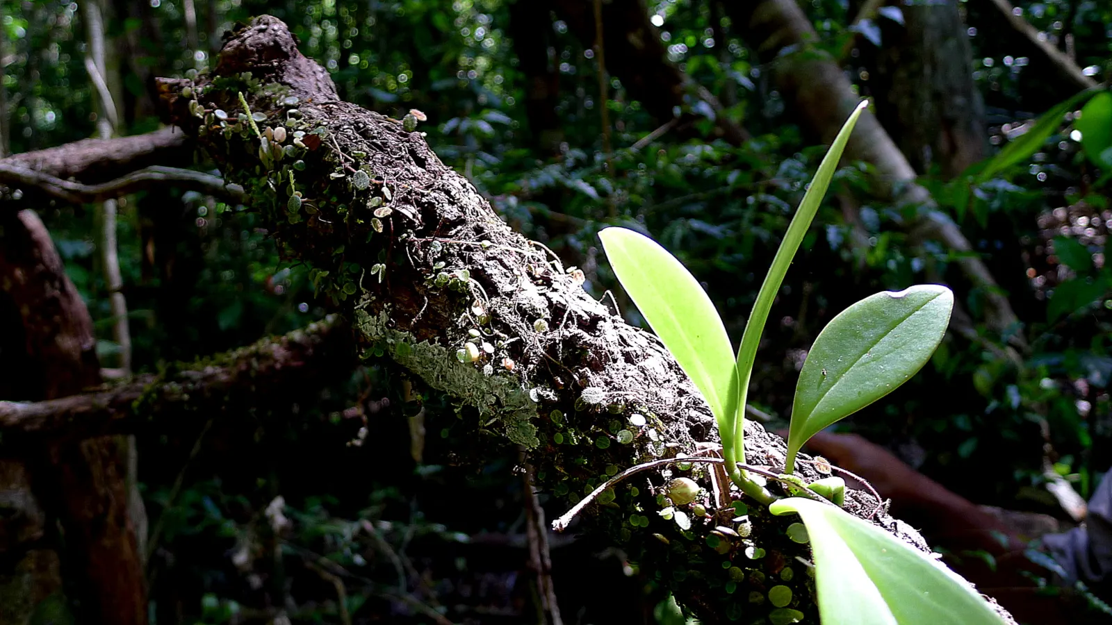 Wax-Leaf Peperomia (Peperomia Obtusifolia) — While it is drought-resistant to an extent, it benefits from consistent moisture without being waterlogged