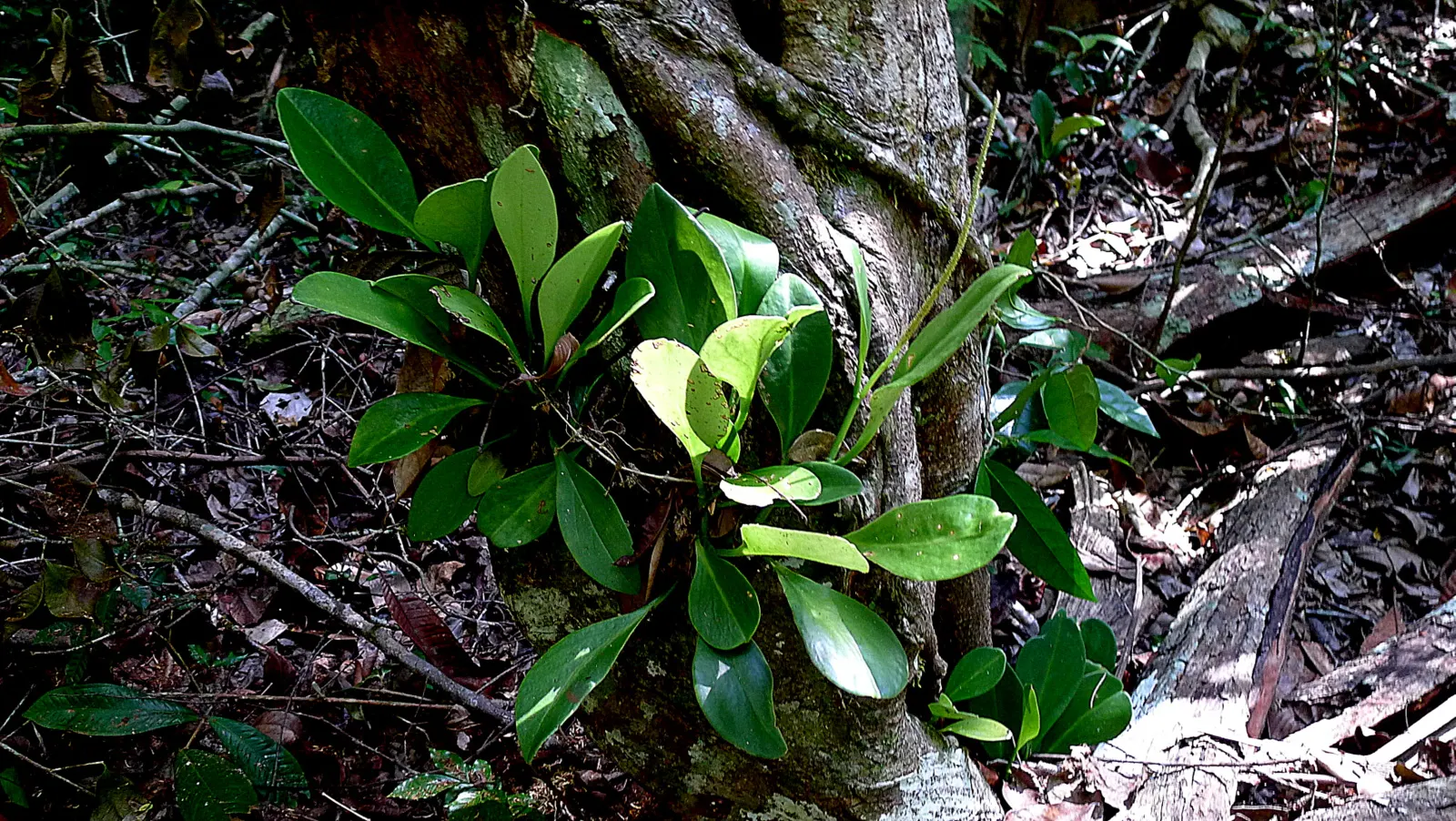 Wax-Leaf Peperomia (Peperomia Obtusifolia) — Peperomia obtusifolia is also highly adaptable to indoor environments; white flowers in the garden