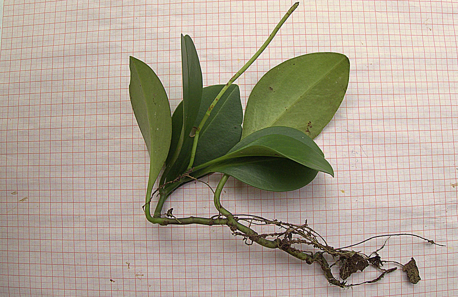 Wax-Leaf Peperomia (Peperomia Obtusifolia) — Thriving in partial shade, it prefers well-drained soil and moderate watering, with care to avoid overwatering