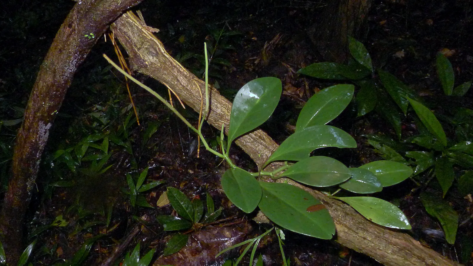 Wax-Leaf Peperomia (Peperomia Obtusifolia) — it adds a tropical touch with minimal maintenance