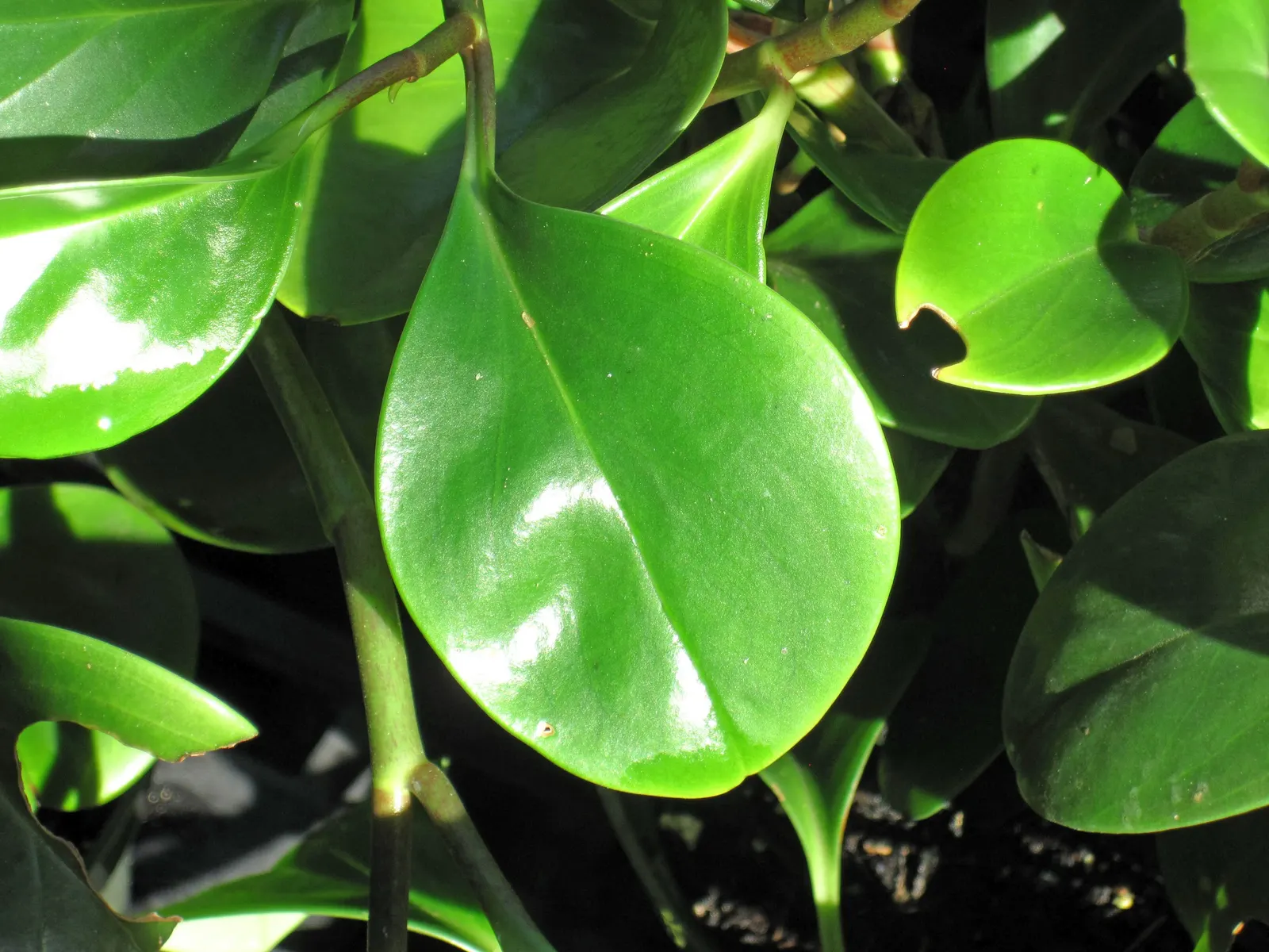Wax-Leaf Peperomia (Peperomia Obtusifolia) — Its oval-shaped leaves are slightly puckered; ground cover / perennial for shade