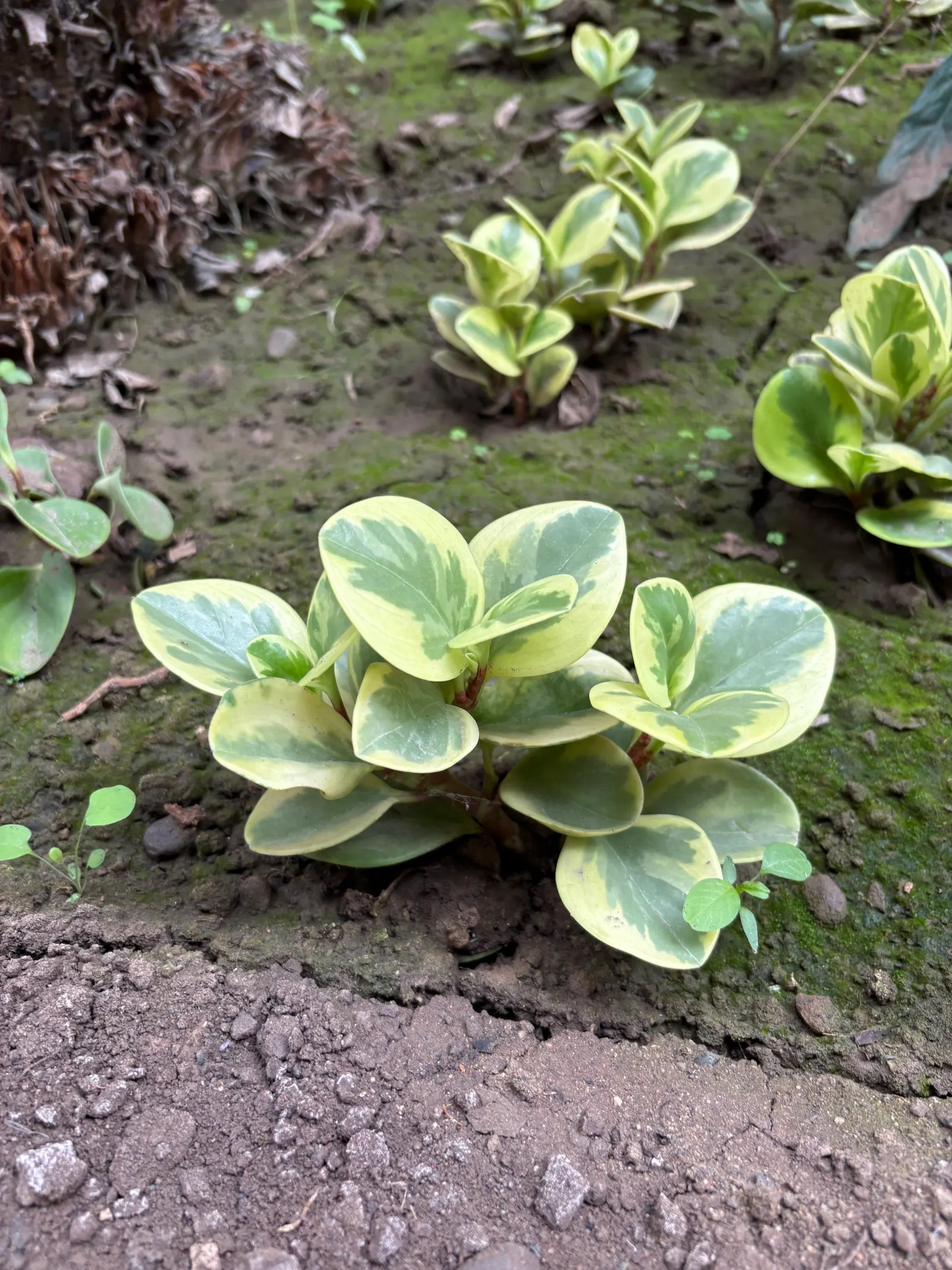 Wax-Leaf Peperomia (Peperomia Obtusifolia) — protruding from the stems at alternating intervals