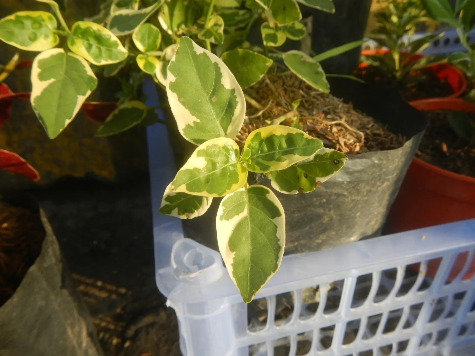 Wax-Leaf Peperomia (Peperomia Obtusifolia) — ground cover / perennial for shade; peperomia obtusifolia is also highly adaptable to indoor environments