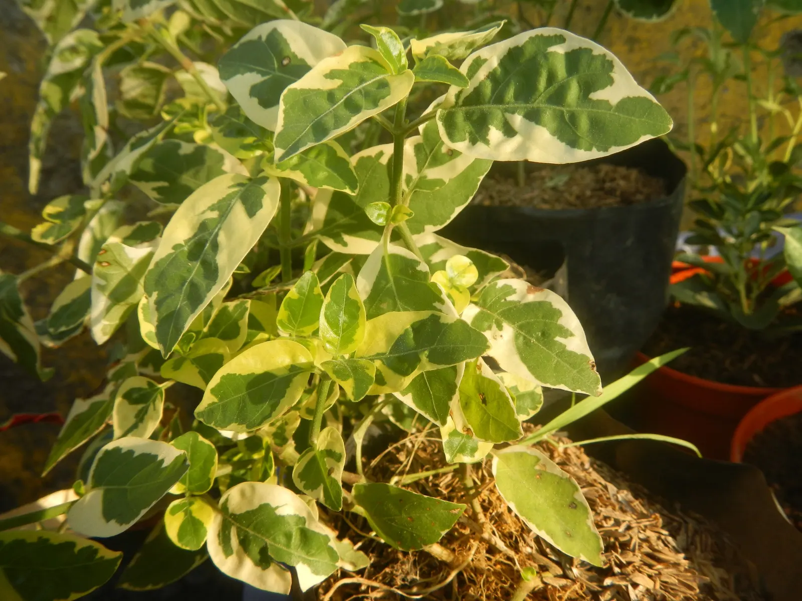 Wax-Leaf Peperomia (Peperomia Obtusifolia) — which contributes to its dense; protruding from the stems at alternating intervals, image 59