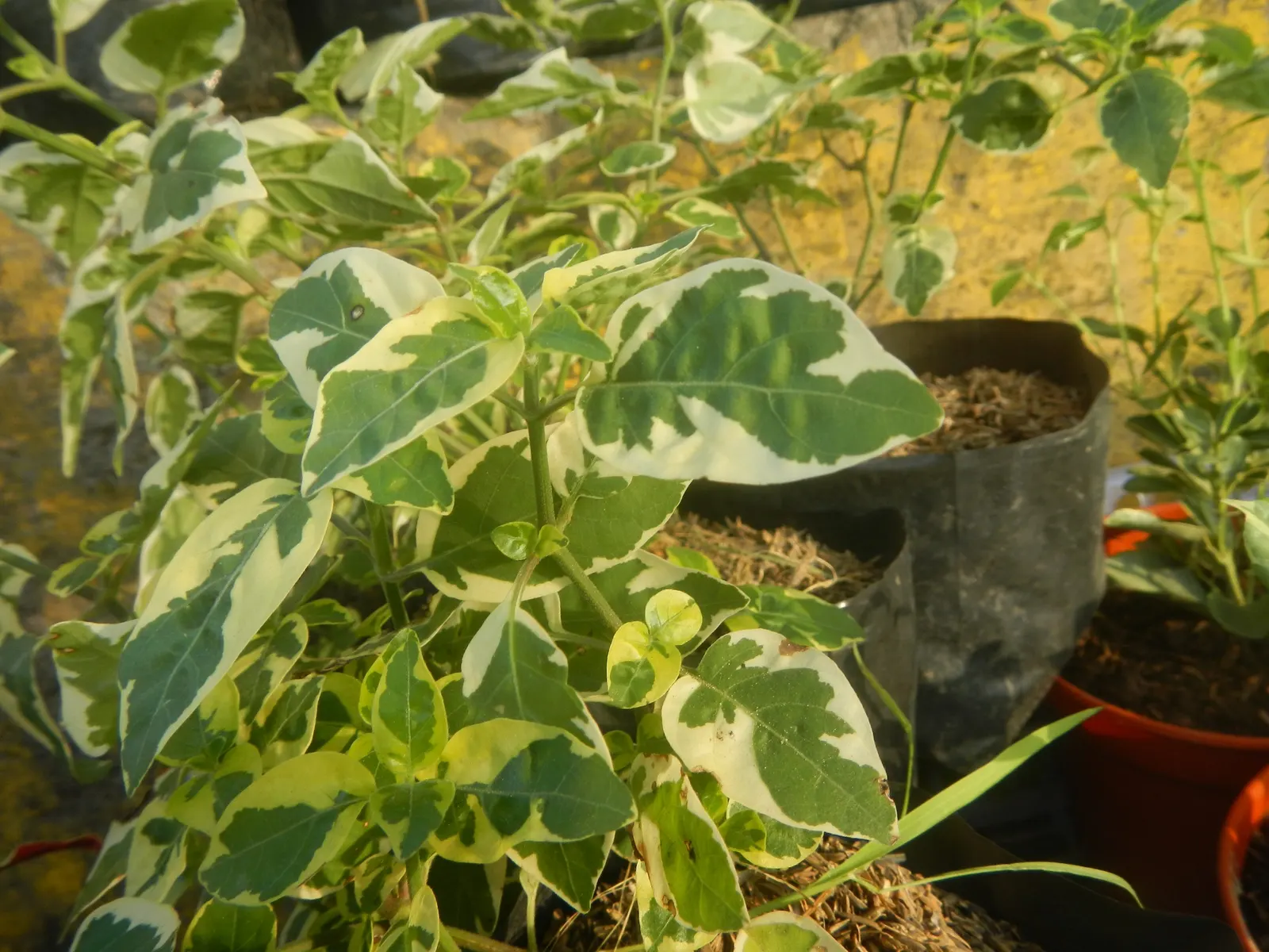Wax-Leaf Peperomia (Peperomia Obtusifolia) — white flowers in the garden