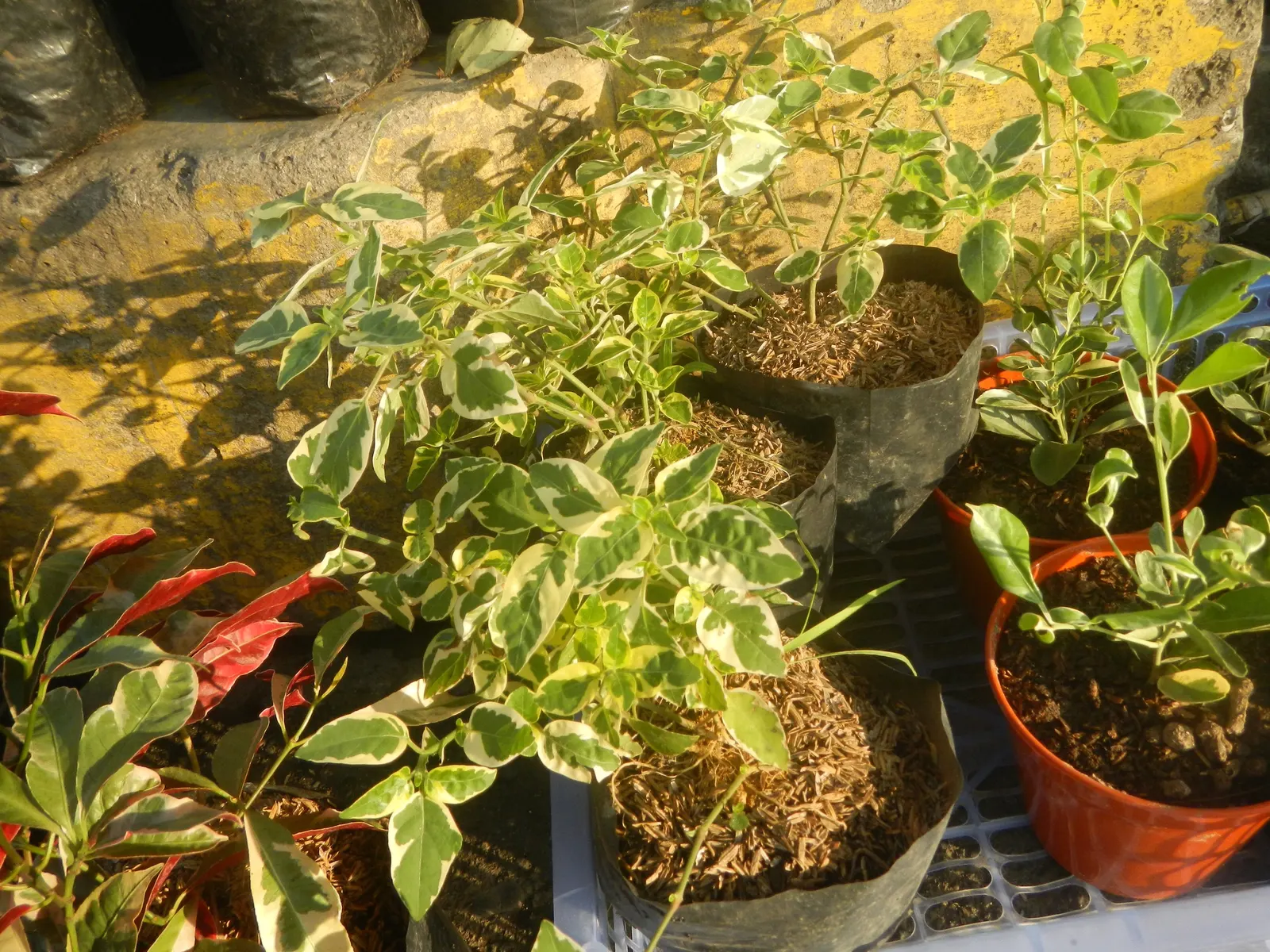 Wax-Leaf Peperomia (Peperomia Obtusifolia) — Wax-Leaf Peperomia (Peperomia obtusifolia); thriving in partial shade, it prefers well-drained soil, image 45
