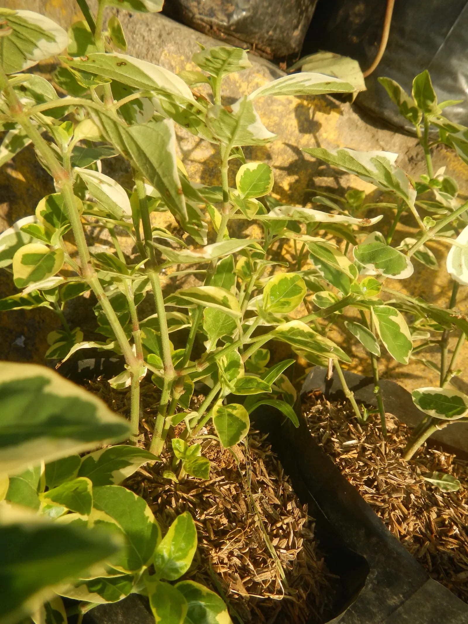Wax-Leaf Peperomia (Peperomia Obtusifolia) — Thriving in partial shade, it prefers well-drained soil and moderate watering, with care to avoid, image 48