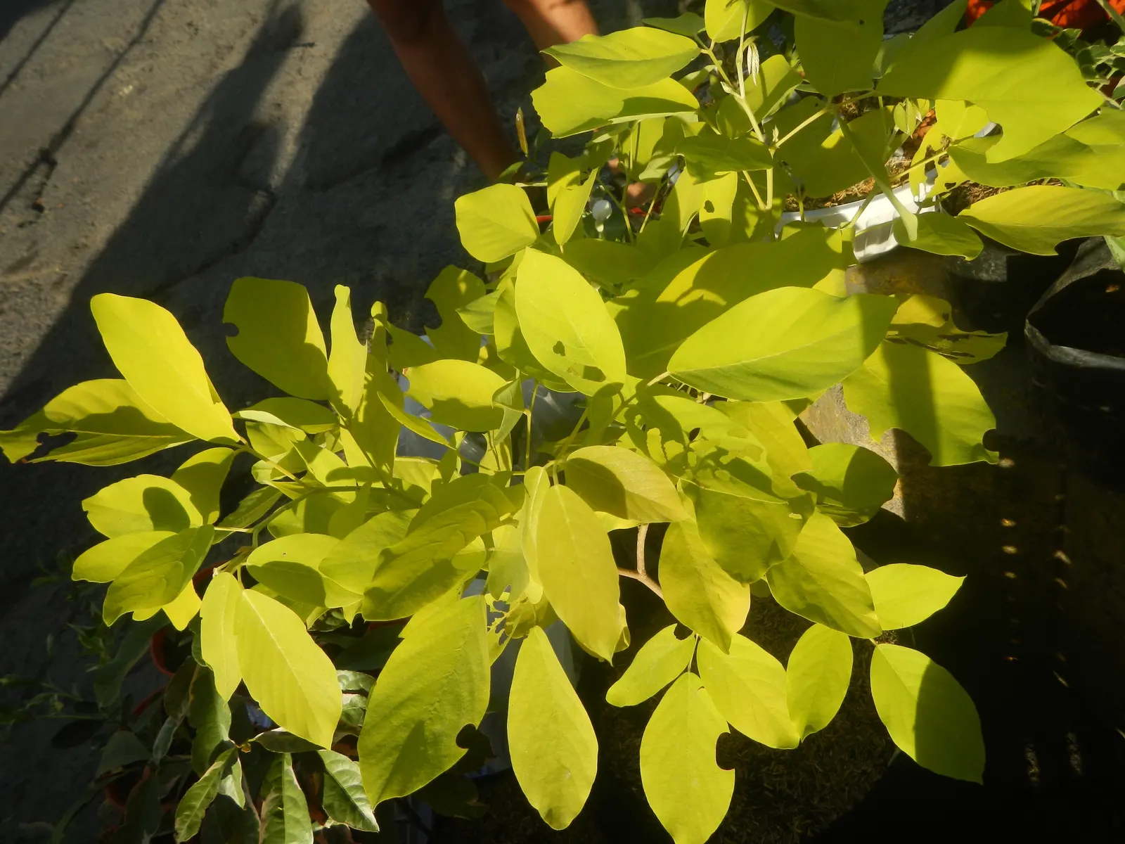 Wax-Leaf Peperomia (Peperomia Obtusifolia) — which contributes to its dense