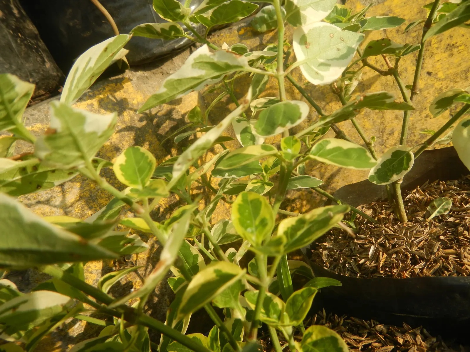 Wax-Leaf Peperomia (Peperomia Obtusifolia) — which contributes to its dense; protruding from the stems at alternating intervals