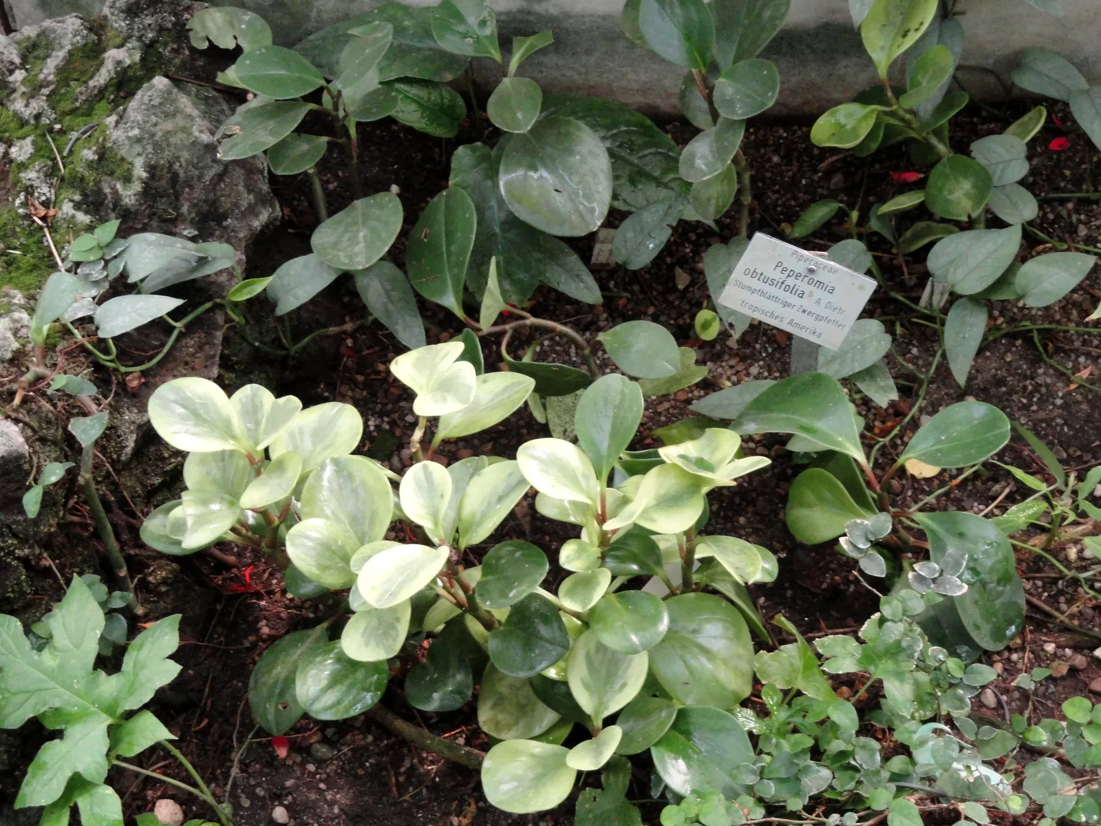 Wax-Leaf Peperomia (Peperomia Obtusifolia) — Its oval-shaped leaves are slightly puckered