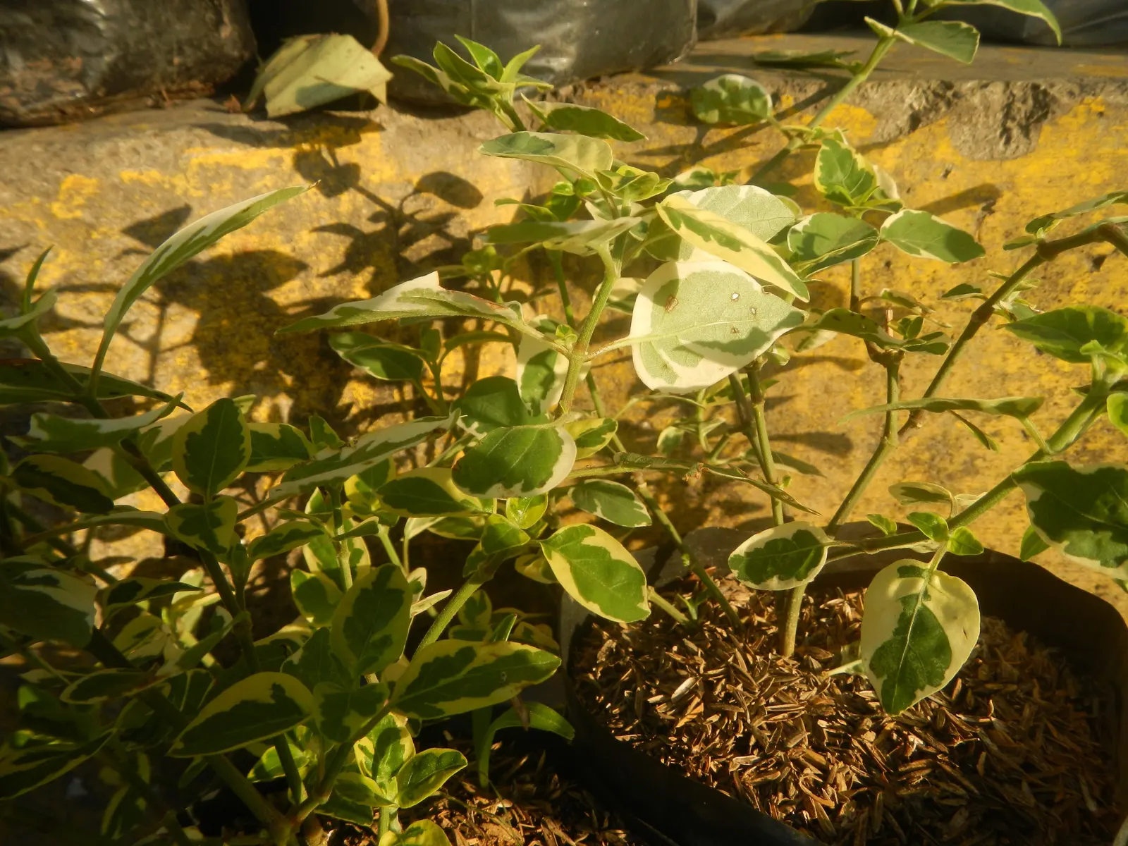 Wax-Leaf Peperomia (Peperomia Obtusifolia) — evergreen leaves reaching a size of up to 6 inches in height and spread