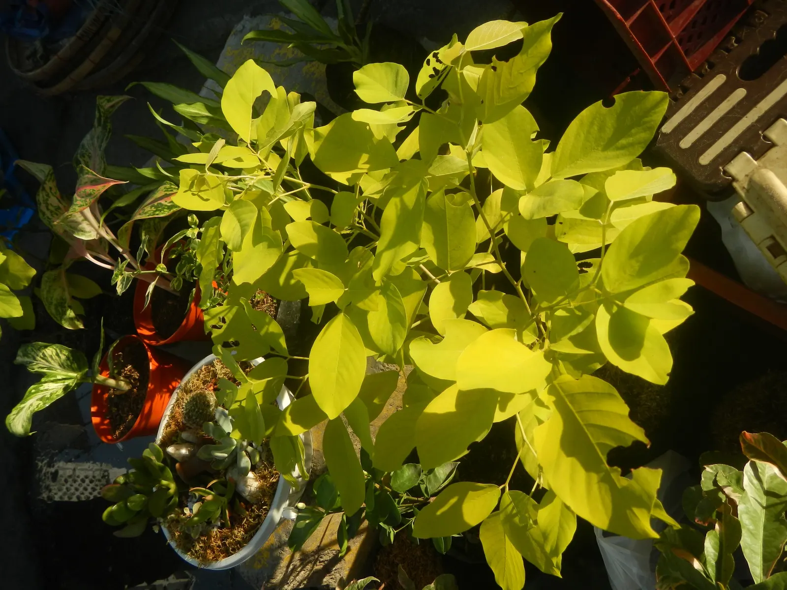 Wax-Leaf Peperomia (Peperomia Obtusifolia) — Thriving in partial shade, it prefers well-drained soil and moderate watering, with care to avoid, image 70