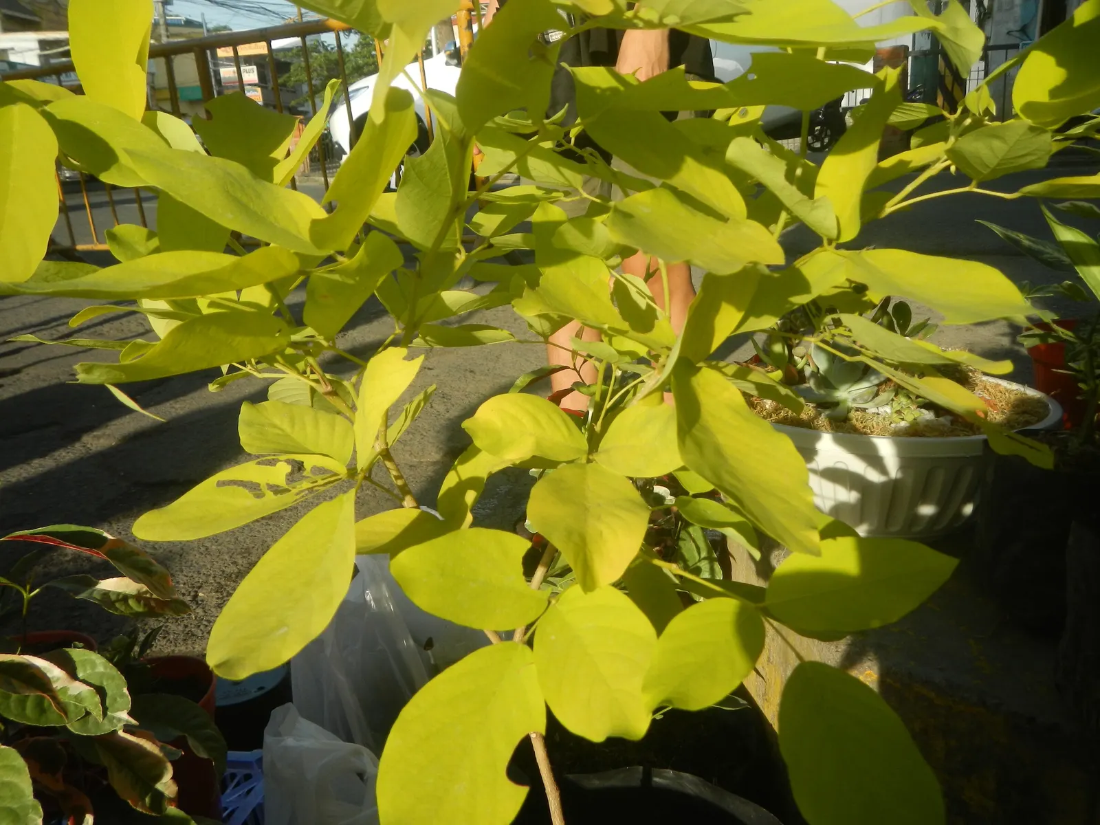 Wax-Leaf Peperomia (Peperomia Obtusifolia) — Hardy in USDA zones 10-12; beloved for its ornamental appeal, image 73
