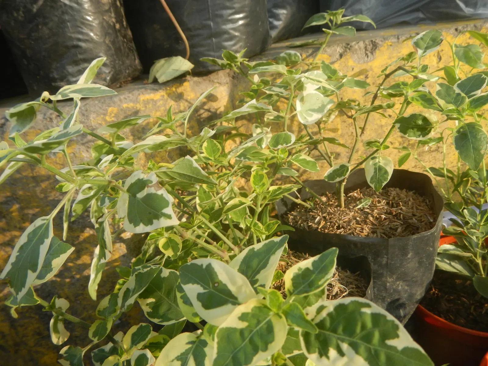 Wax-Leaf Peperomia (Peperomia Obtusifolia) — glossy leaves that are characteristically firm and waxy to the touch; scientifically known as Peperomia obtusifolia
