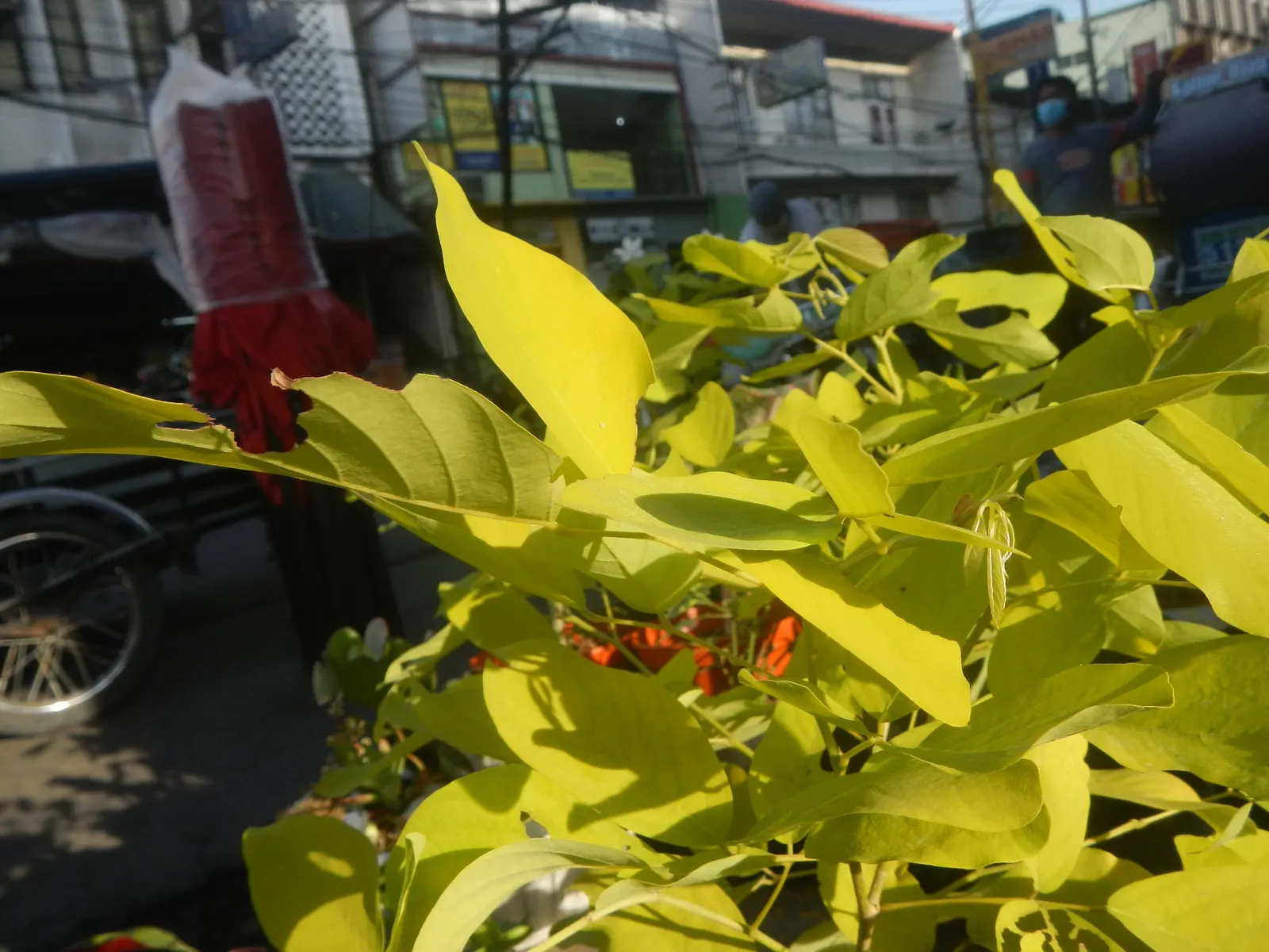 Wax-Leaf Peperomia (Peperomia Obtusifolia) — evergreen leaves reaching a size of up to 6 inches in height and spread; while it is drought-resistant to an