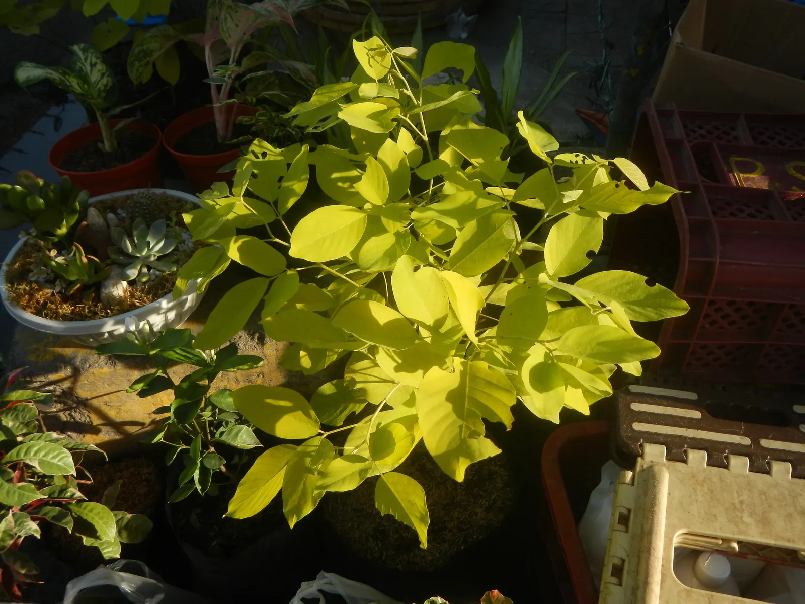Wax-Leaf Peperomia (Peperomia Obtusifolia) — glossy leaves that are characteristically firm and waxy to the touch
