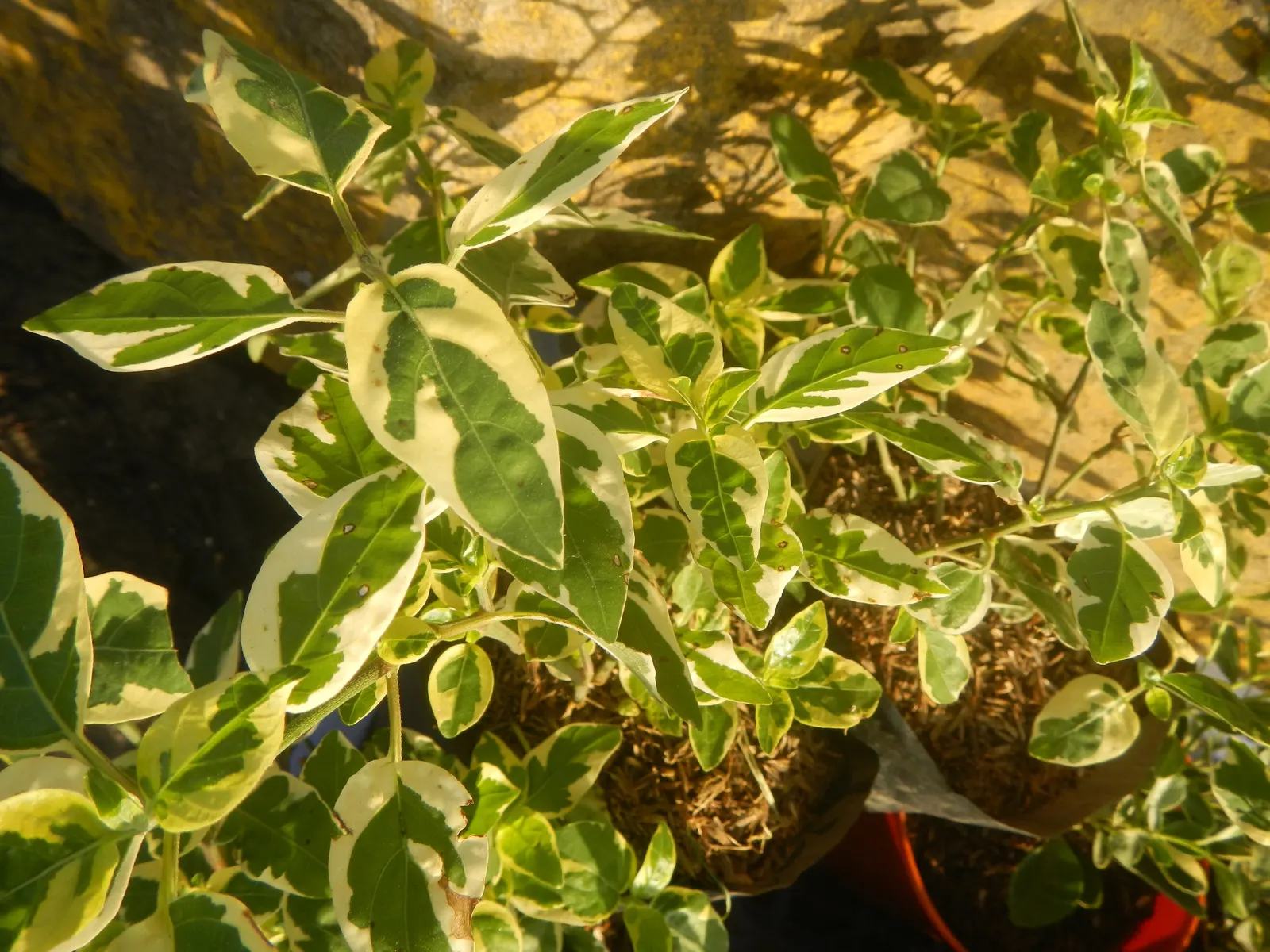 Wax-Leaf Peperomia (Peperomia Obtusifolia) — While it is drought-resistant to an extent, it benefits from consistent moisture without being waterlogged; its
