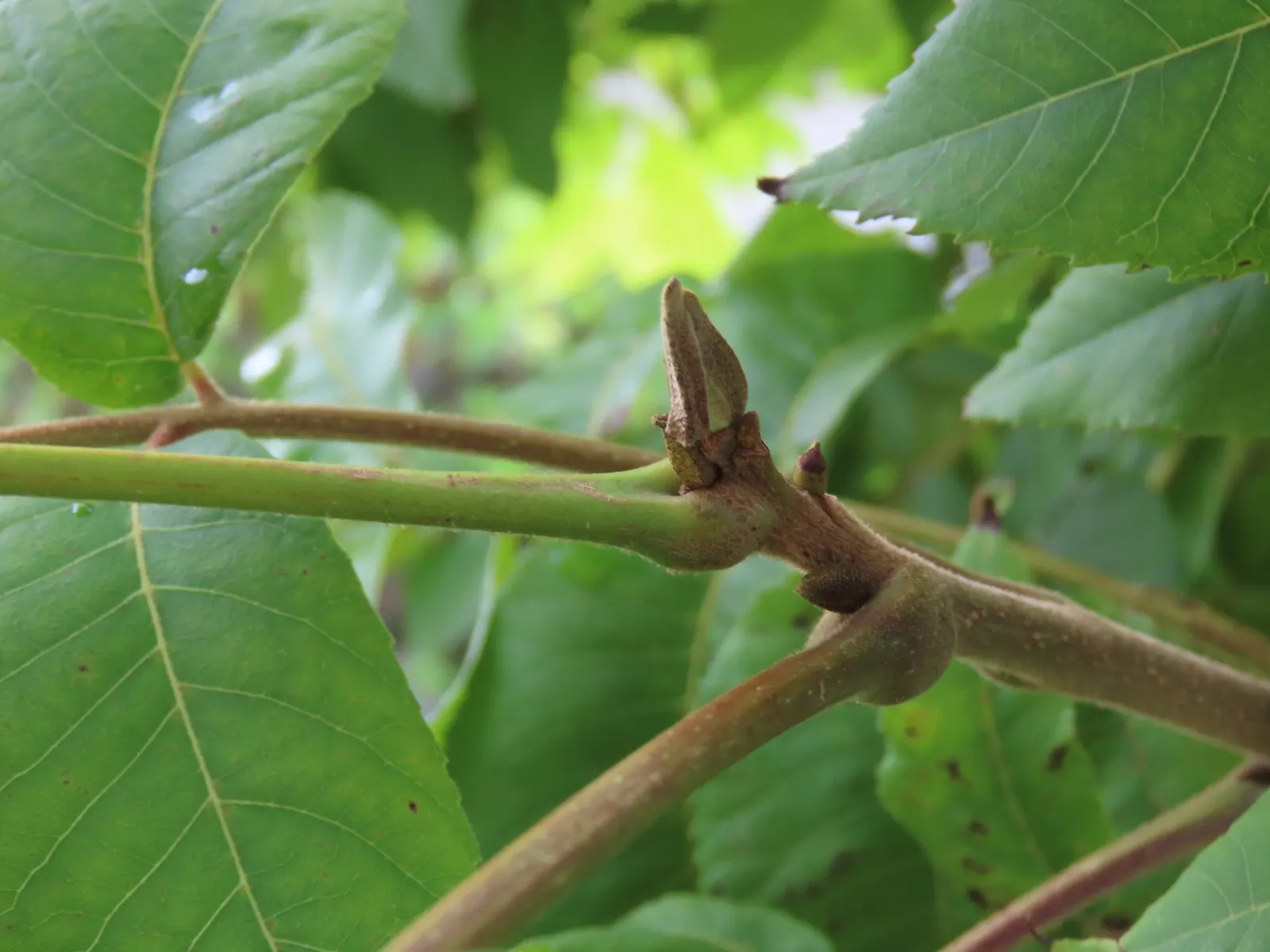 Pecan (Carya illinoinensis) — Originating from the central and southern regions of the United States; they require full sunlight for optimal growth and nut