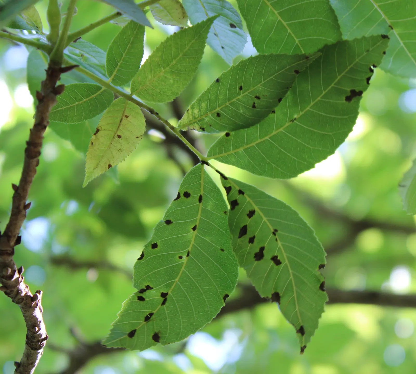 Pecan (Carya illinoinensis) — Pecans thrive in Hardiness Zones 5 through 9, preferring deep, well-drained soil with a pH range of 6.0 to 6.5