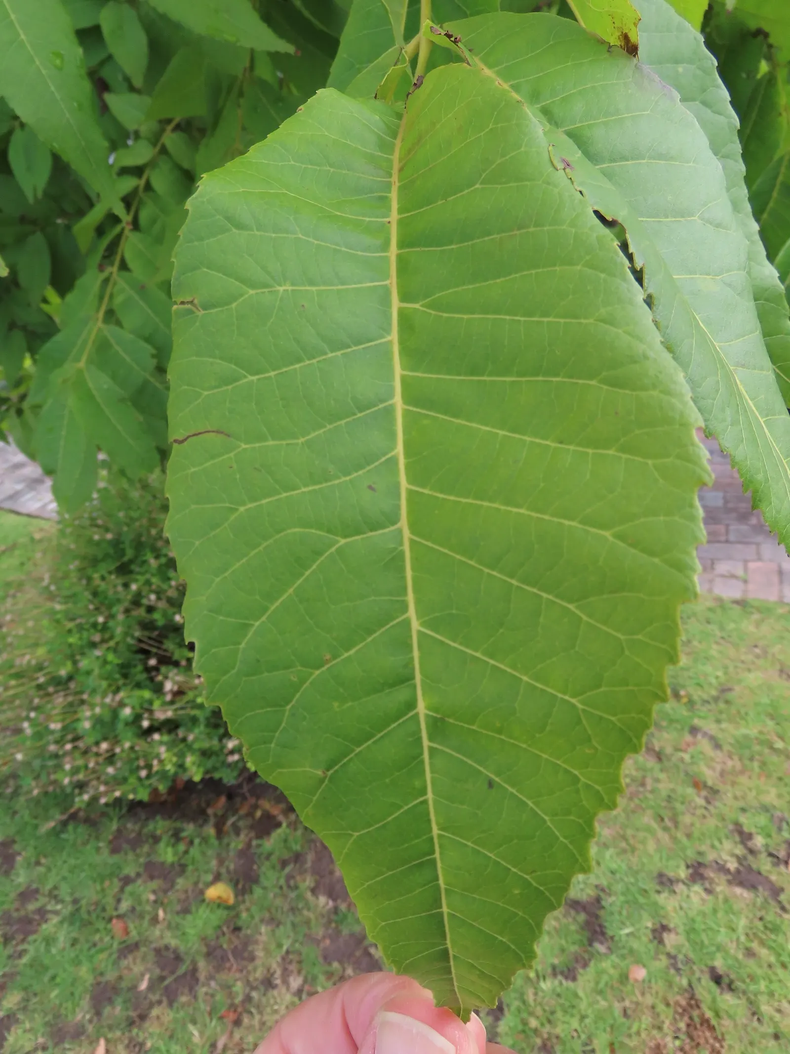 Pecan (Carya illinoinensis) — with some specimens stretching upwards to 130 feet