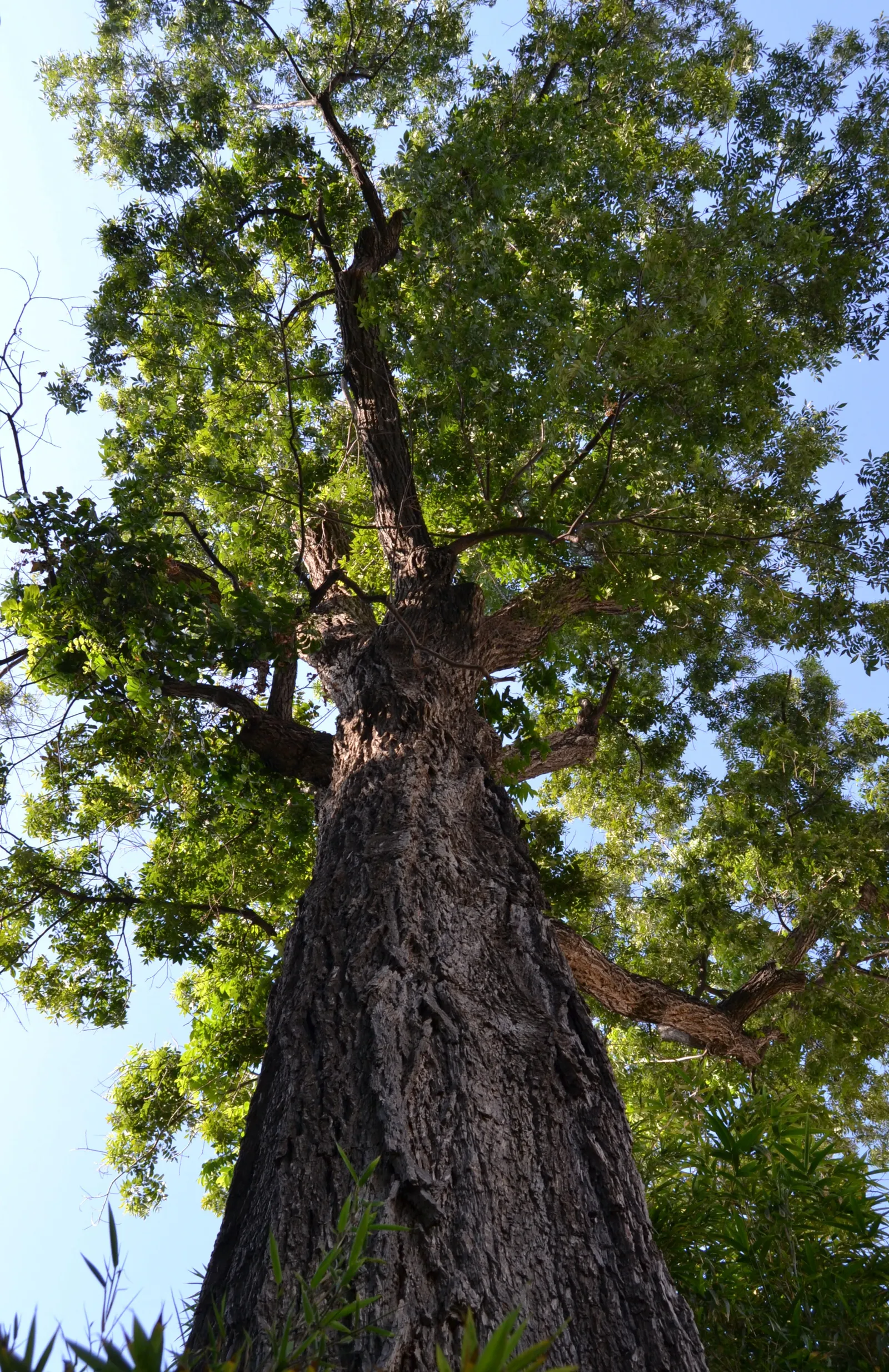 Pecan (Carya illinoinensis) — They require full sunlight for optimal growth and nut production.<br><br>In the landscape; pecans thrive in Hardiness Zones 5