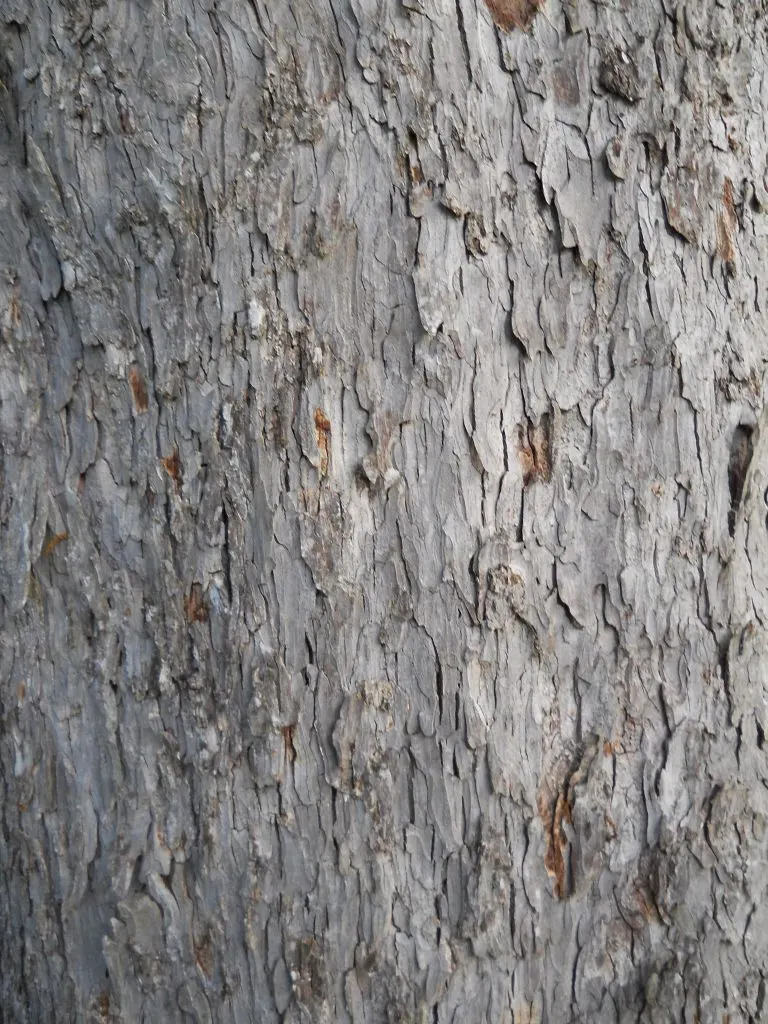 Pecan (Carya illinoinensis) — Originating from the central and southern regions of the United States; they require full sunlight for optimal growth, image 60