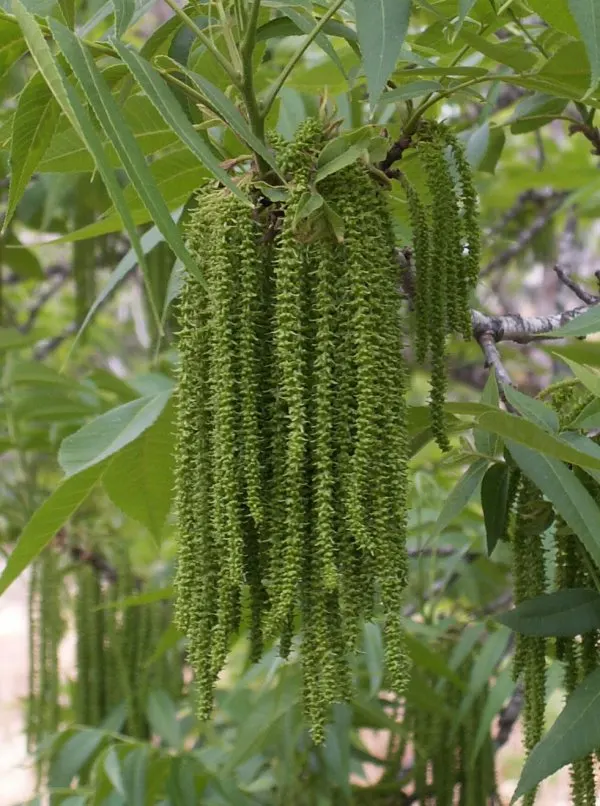 Pecan (Carya illinoinensis) — supporting a widespread crown of dark green; it is relatively slow-growing but well worth the wait, requiring several years