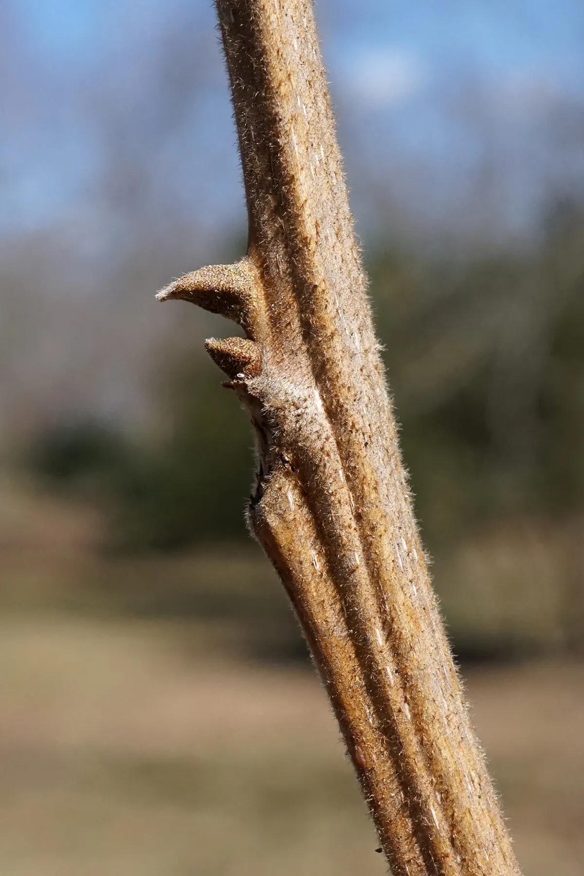 Pecan (Carya illinoinensis) — the Pecan tree can reach impressive heights ranging from 70 to 100 feet; the Pecan tree stands as a proud emblem of, image 61