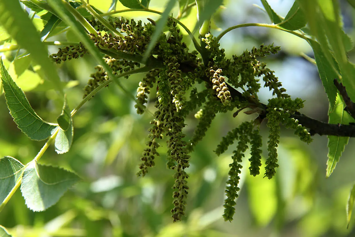 Pecan (Carya illinoinensis) — Consider ample space for root development and nut drop when planning; scientifically known as Carya illinoinensis