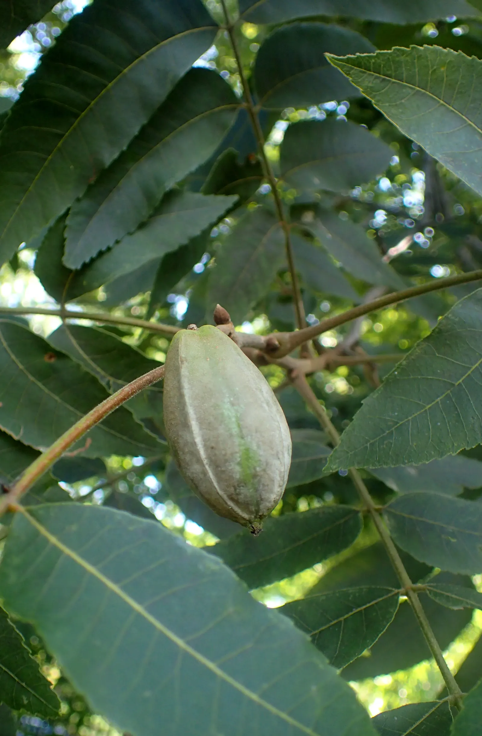 Pecan (Carya illinoinensis) — tree for full or half; much to the delight of both homeowners and wildlife