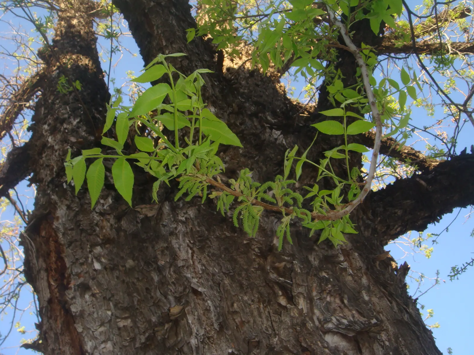 Pecan (Carya illinoinensis) — commonly known as the Pecan tree; it produces edible nuts cherished for culinary use, with a harvest time in the fall