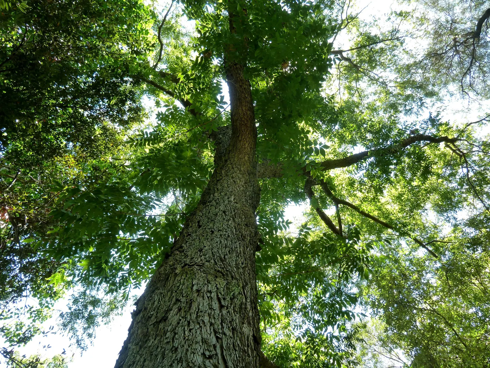 Pecan (Carya illinoinensis) — much to the delight of both homeowners and wildlife; commonly known as the Pecan tree