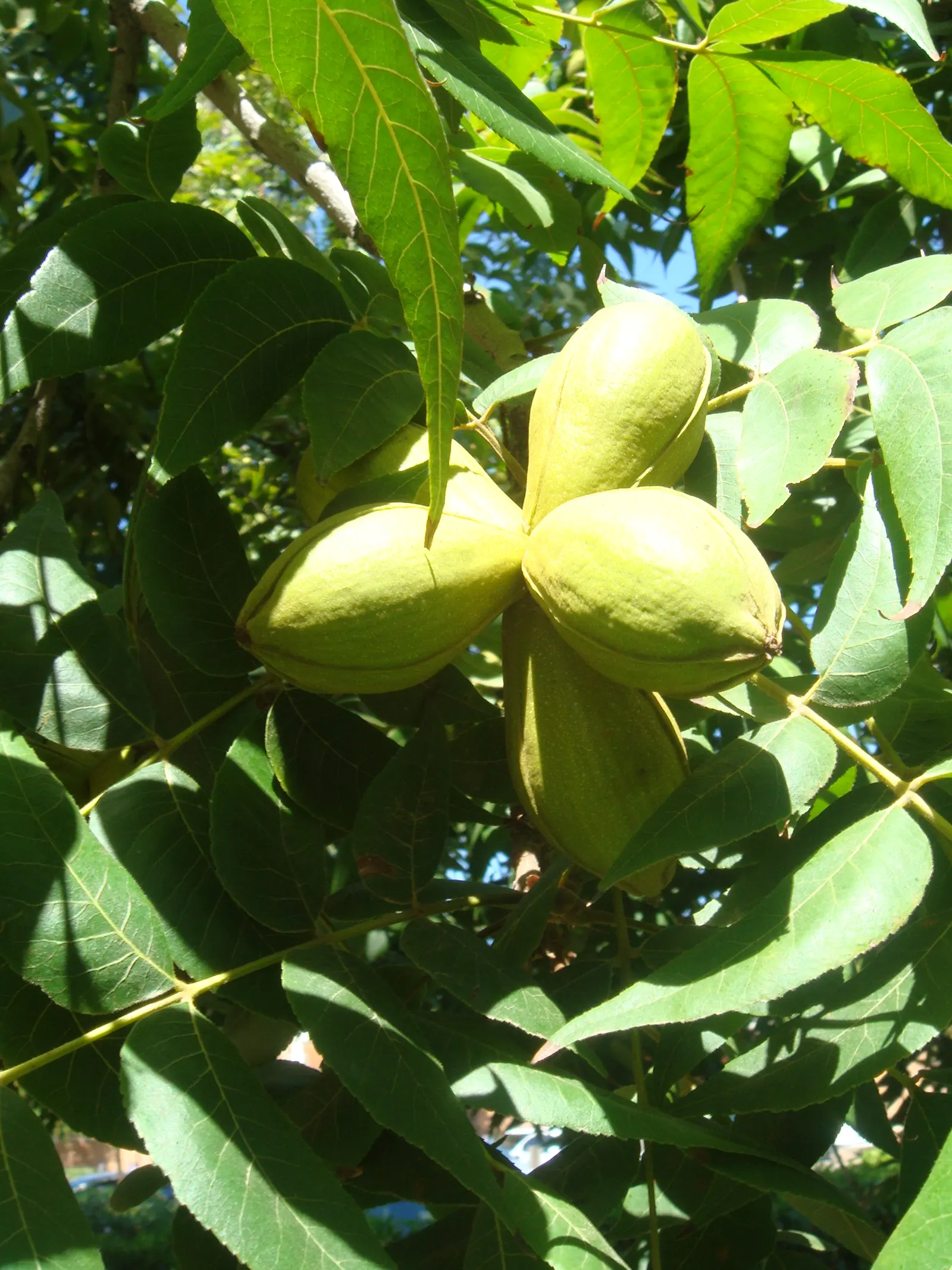 Pecan (Carya illinoinensis) — the Pecan tree can reach impressive heights ranging from 70 to 100 feet