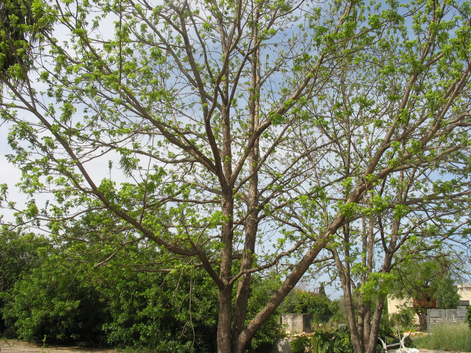 Pecan (Carya illinoinensis) — Ideal for large landscapes seeking a stately shade provider; supporting a widespread crown of dark green