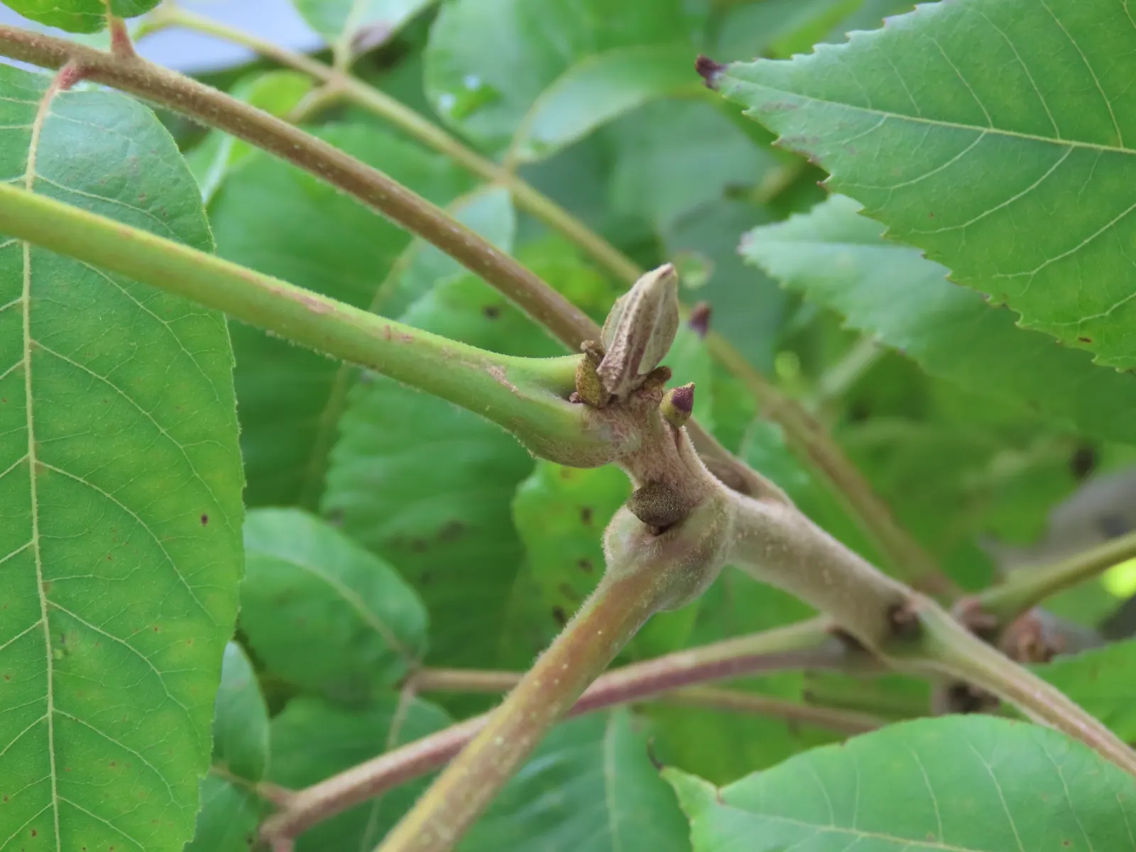 Pecan (Carya illinoinensis) — It produces edible nuts cherished for culinary use, with a harvest time in the fall; tree for full or half