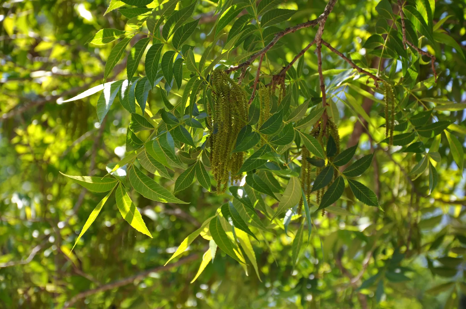 Pecan (Carya illinoinensis) — Consider ample space for root development and nut drop when planning; scientifically known as Carya illinoinensis, image 55