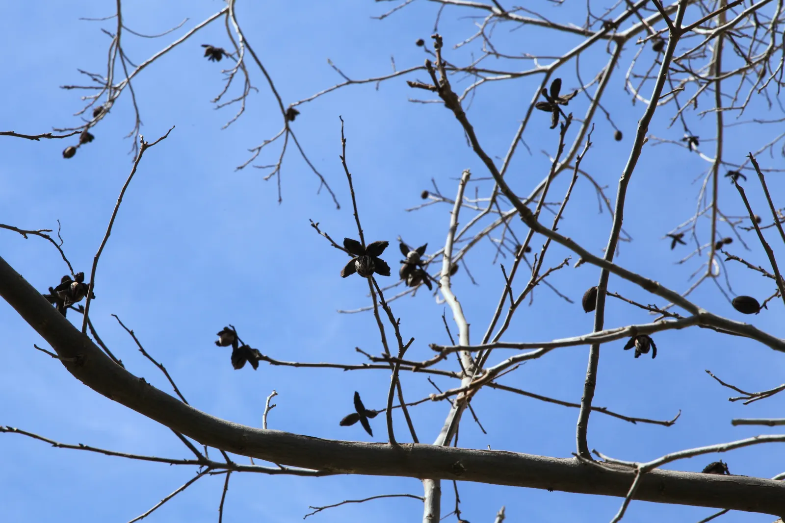 Pecan (Carya illinoinensis) — Ideal for large landscapes seeking a stately shade provider