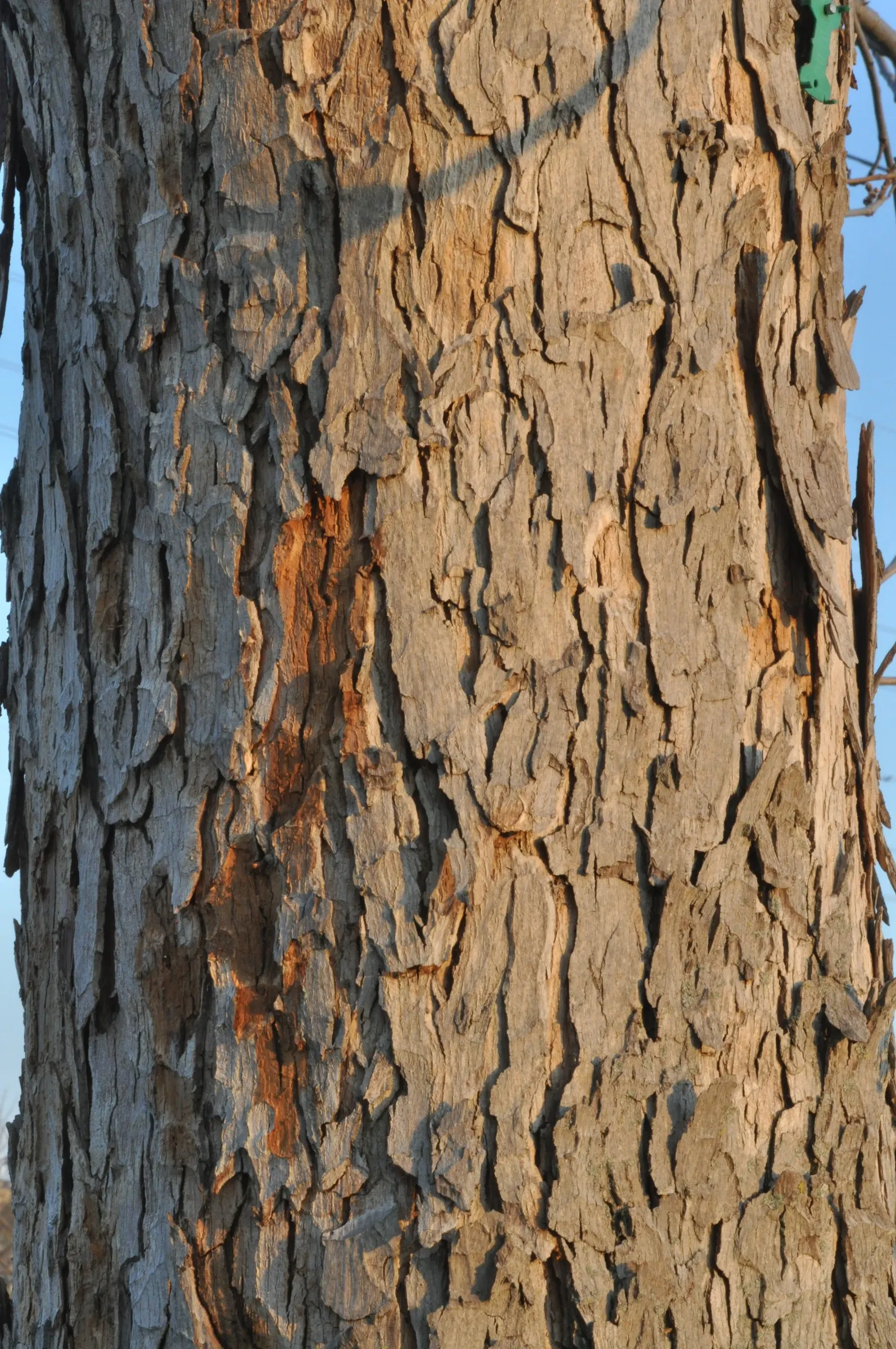 Pecan (Carya illinoinensis) — It is relatively slow-growing but well worth the wait, requiring several years before it begins producing nuts