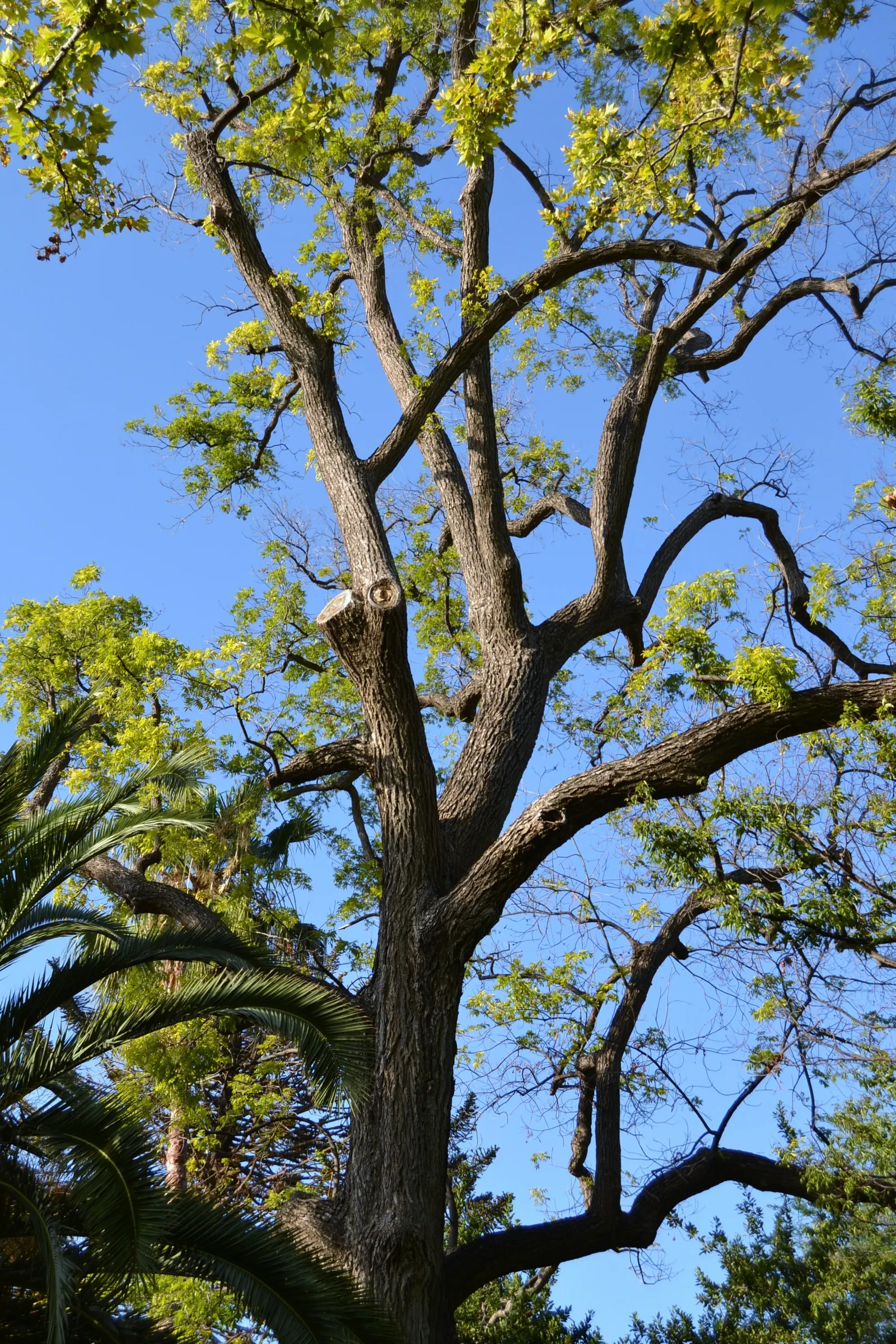 Pecan (Carya illinoinensis) — It is relatively slow-growing but well worth the wait, requiring several years before it begins producing nuts; with some