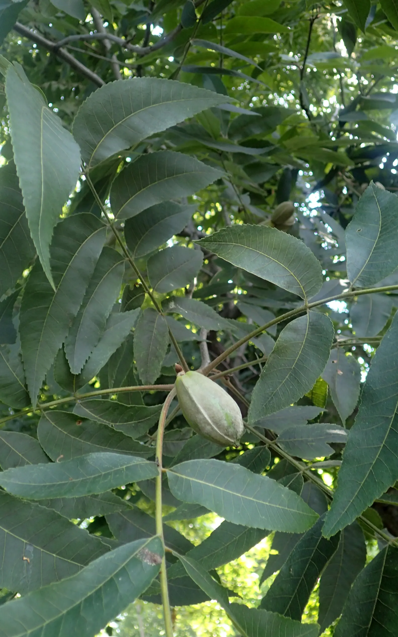 Pecan (Carya illinoinensis) — supporting a widespread crown of dark green